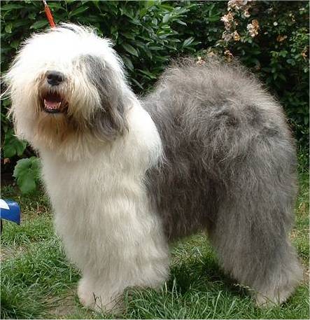 working dog developed in early 18th century england a compact dog ... working dog developed in early 18th century england a compact dog ...